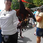 Barricas * Coca
