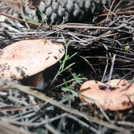 Casa Rural Las Barricas